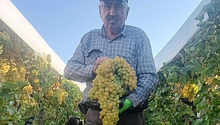 Manisa Sarıgöl’de üretici Necati Coşkun’un bağında 5,5 kiloluk üzüm salkımı bulundu