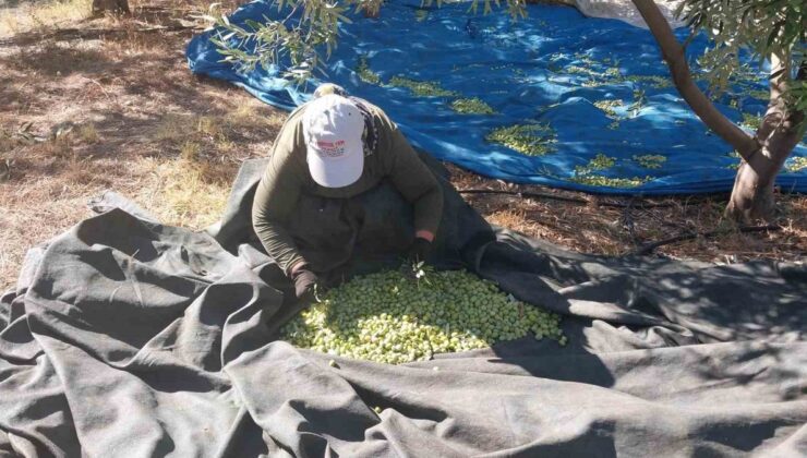 Mersin Mut’ta zeytin hasadında rekolte yüksek, fiyatlar 10-60 TL arası değişiyor