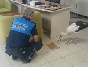 Mersin’de Yaralı Leylek Tedavi Altına Alındı