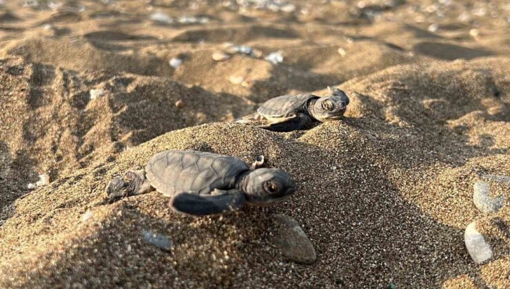 Mersin’de yuvalama sezonu sona erdi, yaklaşık 100 bin yavru denizle buluştu