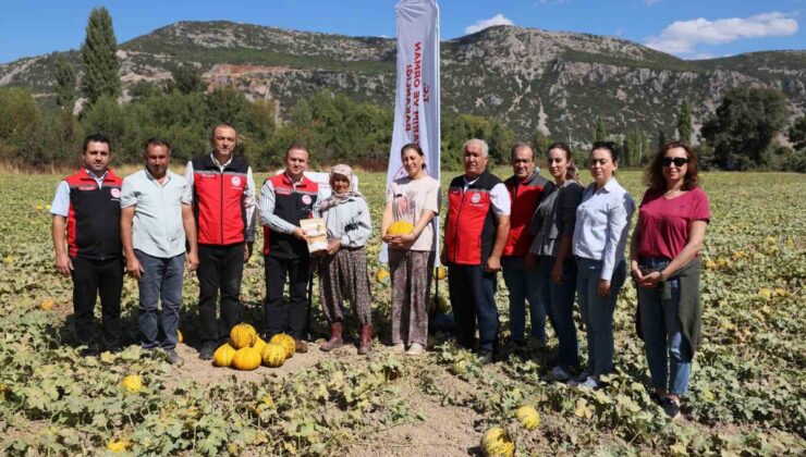 Muğla Menteşe’de Yayla kavunu ve Ata tohumu sebzelerinin hasadı yapıldı