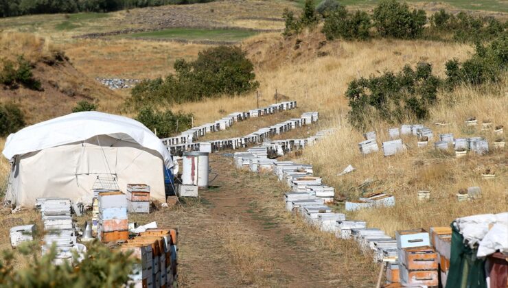 Muş Varto’da arıcı çift 40 yıldır arıcılıkta bu yıl 600 kovandan 8 ton bal hasat etti
