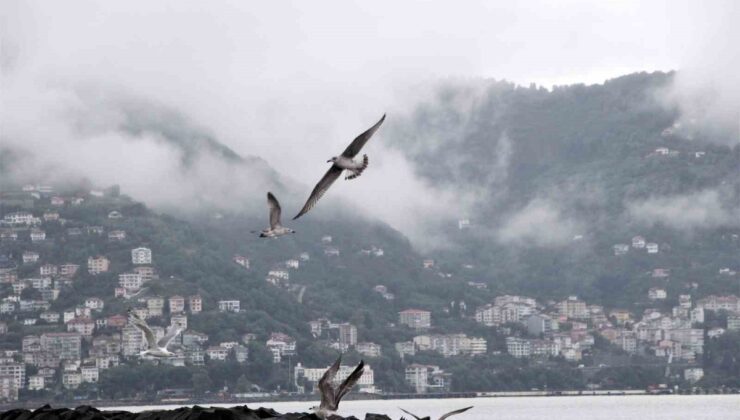 Ordu’da Boztepe, sisli havada martılarla doyumsuz manzaraya sahne oldu