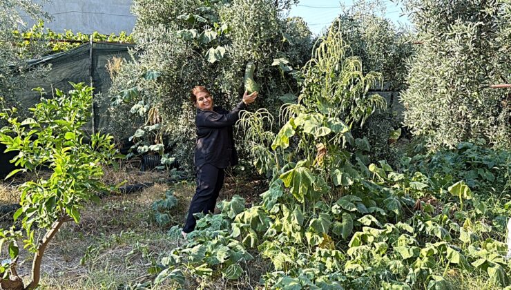 Osmaniye’de Demet Demir, atalık tohumları önceki yıl yaklaşık 500 kişiye dağıttı
