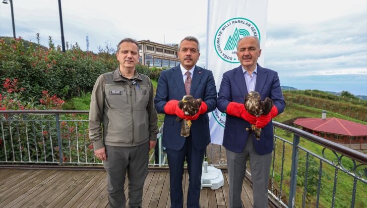 Rize’de tedavi edilen 2 arı şahini Isırlık Tabiat Parkı’nda doğaya salındı