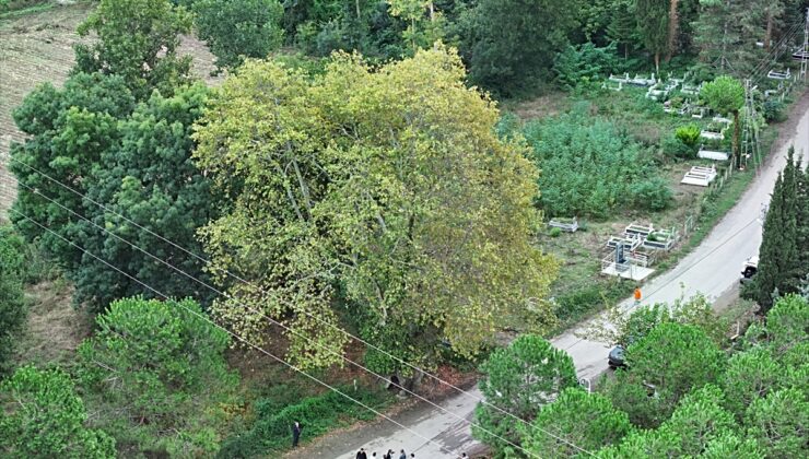 Samsun Alaçam’da belediye, 630 ve 450 yıllık çınarların anıt ağaç tescili için başvurdu