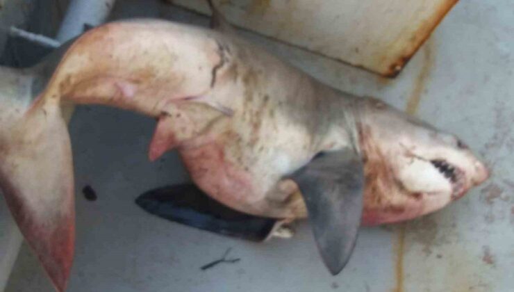 Saros’ta ağları toplayan balıkçılar orkinos sandı! Tekneden 65 kiloluk köpek balığı çıktı