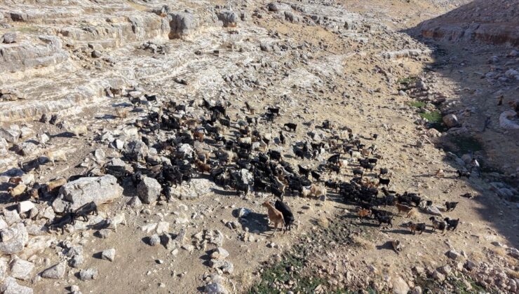 Siirt’te yüksek verimli keçi ırkları için suni tohumlama