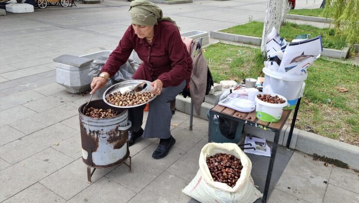 Sinop Erfelek’te kestane hasadı başladı, rekoltede yüzde 50’ye varan artış bekleniyor
