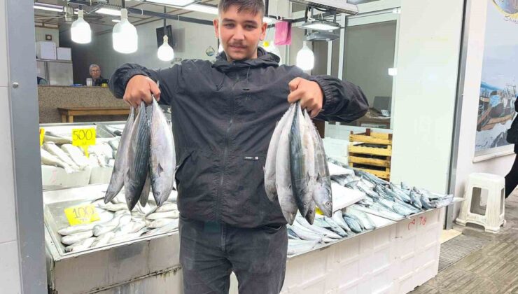 Sinop’ta palamut bereketi! Tezgahlarda fiyatı 50 liraya kadar geriledi
