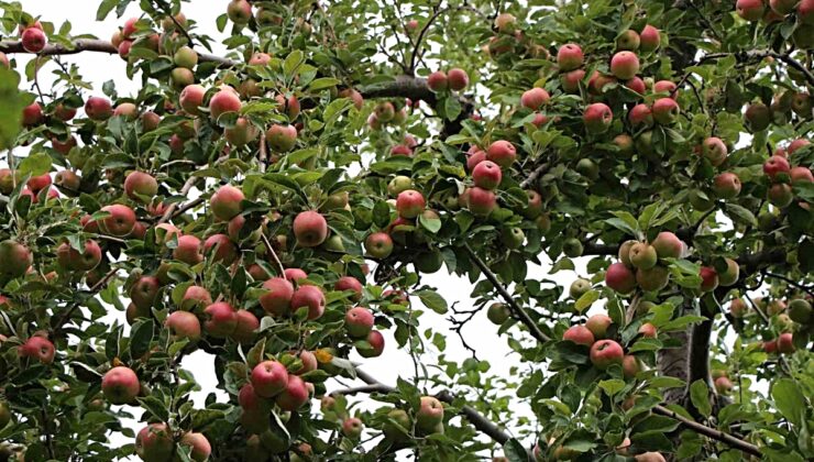 Tescilli Amasya misket elmasında hasat başladı, 6 bin 500 ton rekolte bekleniyor