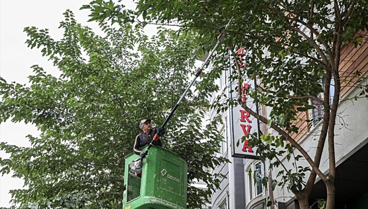Van Büyükşehir Belediyesi, Zübeyde Hanım Caddesi’nde ağaç budama çalışması yaptı
