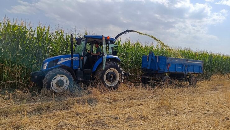 Van Tuşba’da silajlık mısır hasadı başladı, 47 dönümde 250-300 ton ürün bekleniyor