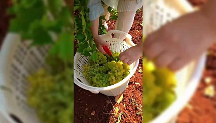 Yeni Yol Denizli Milletvekili Ün: “Bu dönemin çiftçisi bu dönemin Milli Mücadele kahramanı”