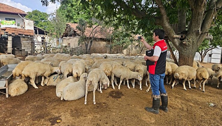 Yozgat Sorgun’da destek projesiyle 95 koyun ve 5 koç yetiştiricilere ulaştırılıyor