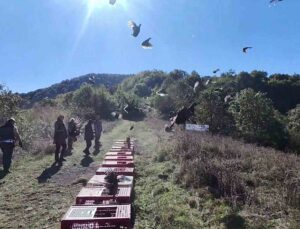 Zonguldak’ta sülünler DKMP ve jandarma ekiplerinin katılımıyla doğaya salındı