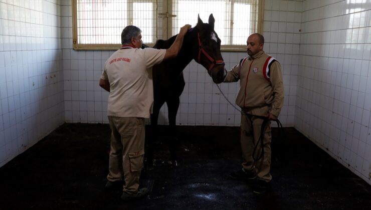 ABD’de Triple Crown’u engelleyen Victory Gallop, 31 yaşında İzmit’te emekli oldu