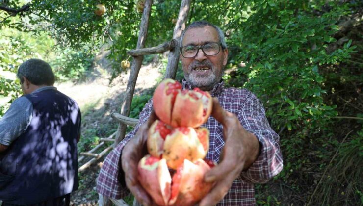 Adana Kozan’da coğrafi işaretli Kuytucak narı hasadı başladı, 350 ton bekleniyor