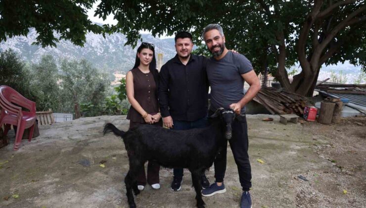 Adana Kozan’da damadın arkadaşı düğünde gelin ve damada süslenmiş keçi hediye etti