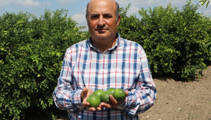 Adana’da yeni sezon Mayer limonu, yatak limonu nedeniyle beklenen fiyata ulaşamadı