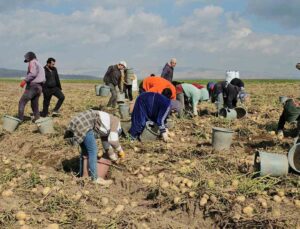 Adilcevaz’da patates hasadı sürüyor, mevsimlik işçiler zorlu mesai yapıyor