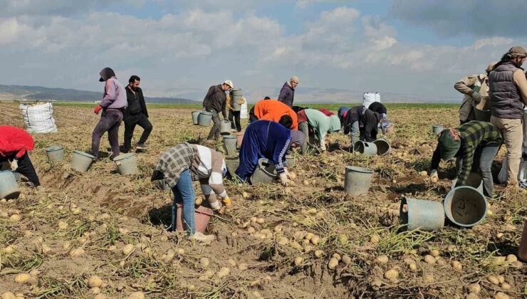 Adilcevaz’da patates hasadı sürüyor, mevsimlik işçiler zorlu mesai yapıyor