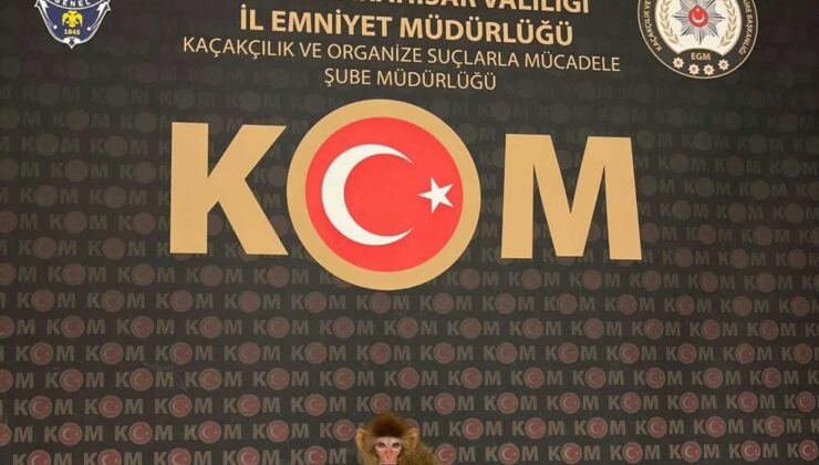 Afyonkarahisar’da evde beslenen Rhesus Makak cinsi maymun koruma altına alındı
