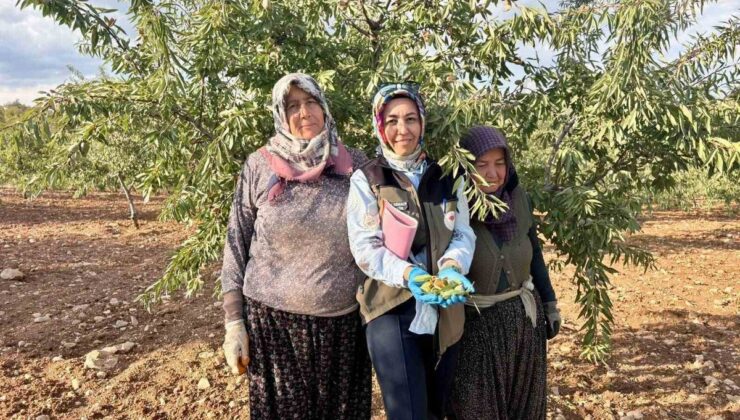 Afyonkarahisar’da meyve bahçelerinde Xylella fastidiosa için saha kontrolü yapıldı
