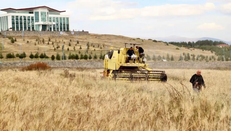 Ardahan Üniversitesi’nde kavılca hasadı tamamlandı, ata tohumu yaşatılıyor