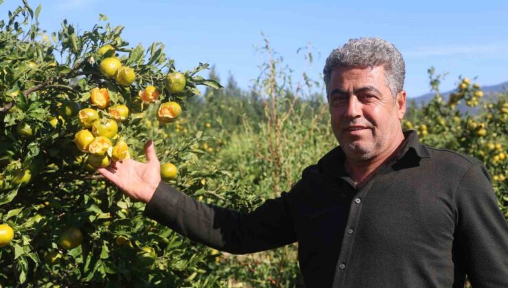 Arsuz’da ceviz büyüklüğünde dolu, 25 dönümlük bahçede erkenci mandalinaya zarar verdi