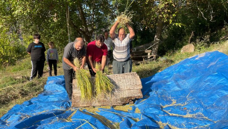 Artvin Yusufeli’de 4 aylık bekleyişin ardından çeltik hasadı orakla yapılıyor