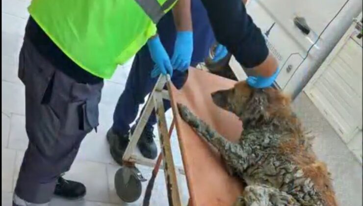 Bakan Çiftçi, Buca’da çamurdan kurtarılan köpeğe Şanslı adı verildiğini açıkladı