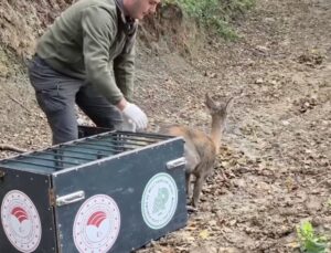 Bartın’da yaralı karacayı tedavi eden Doğa Koruma ekipleri hayvanı doğaya bıraktı
