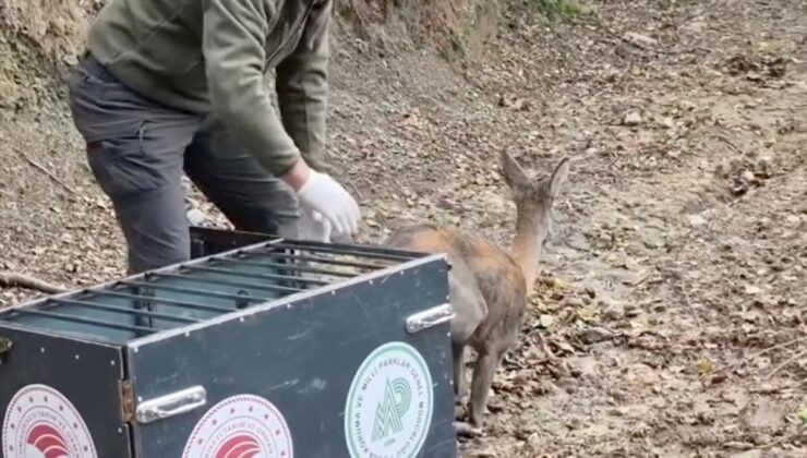 Bartın’da yaralı karacayı tedavi eden Doğa Koruma ekipleri hayvanı doğaya bıraktı