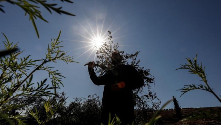 Batı Şeria’da İsrailli yerleşimciler zeytin hasadında ABD’li fotoğrafçıyı yaraladı