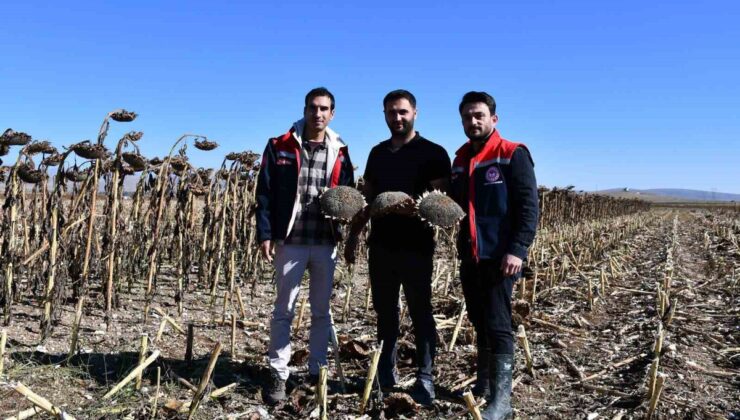 Bayburt Tarım Müdürlüğü personeli ayçiçeği çiftçilerine hasatta dane kaybı uyarısı yaptı