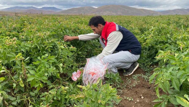 Bayburt’ta tohumluk patates alanlarında karantina kapsamında toprak kontrolü yapıldı