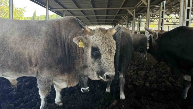 Bursa Uludağ Üniversitesi’nde boz ırk sığırlardan 40’ı aşkın buzağı kayıpsız alındı