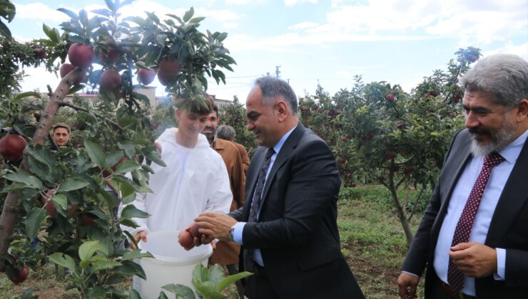 Çankırı’da tarım lisesi öğrencilerinin yetiştirdiği elmaların hasadı başladı