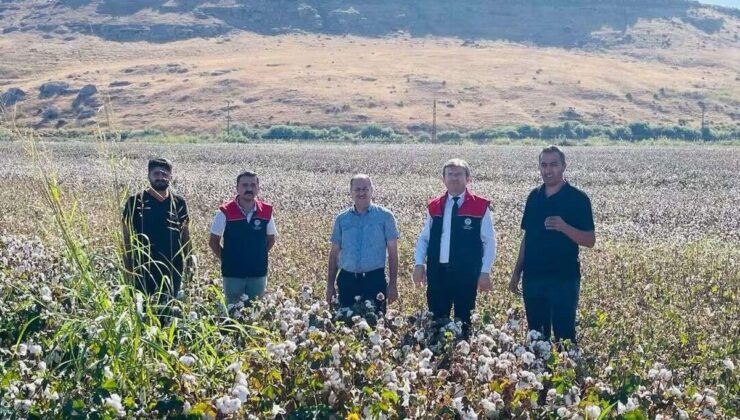 Cizre’de pamuk hasadı başladı, İlçe Tarım ve Orman Müdürlüğü denetim yapıyor