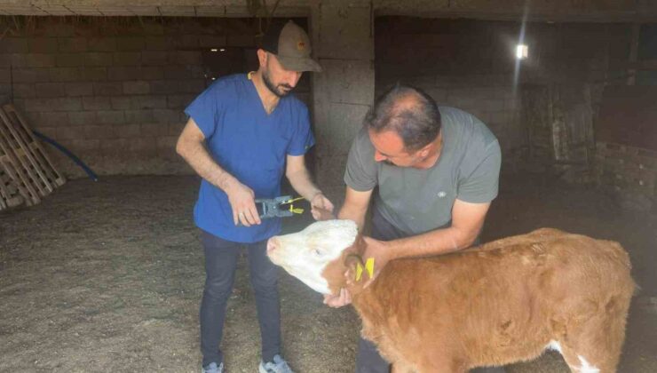 Cizre’de Tarım ve Orman ekipleri büyükbaş hayvanlarda küpeleme ve aşılama yapıyor