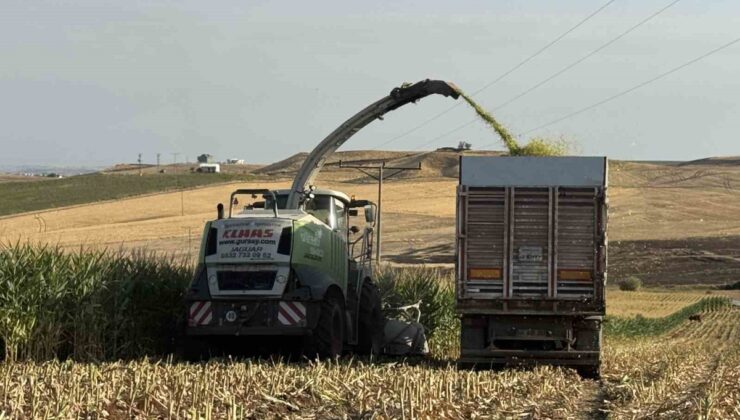Diyarbakır’ın Sur ilçesinde silajlık mısır hasadı başladı, dönümde 5-6 ton bekleniyor