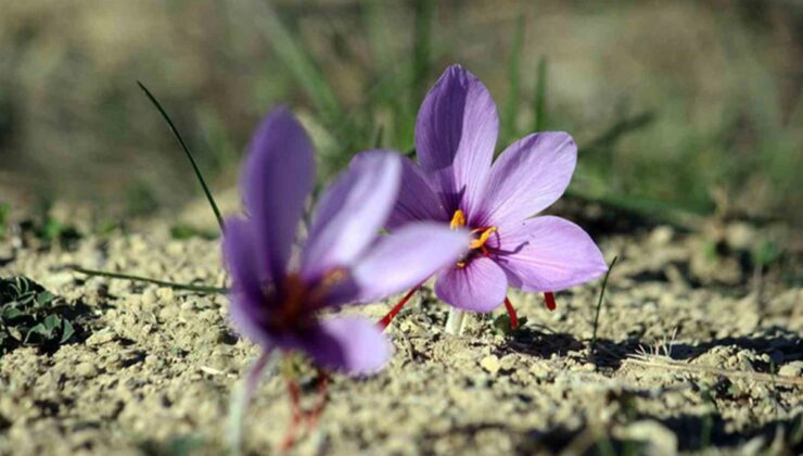 Dünyanın en pahalı baharatı safran erken çiçek açtı, hasat başladı