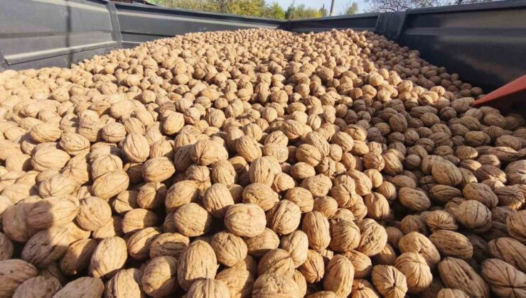 Edirne İpsala Karaağaç’ta bu sezon 400 ton ceviz rekoltesi bekleniyor