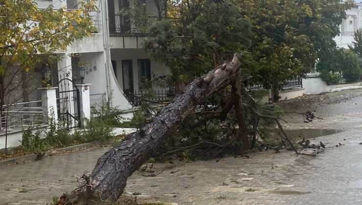 Edirne Keşan’da fırtına, Deniz Feneri Caddesi’ne çam ağacı devirdi