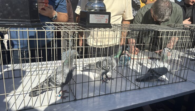 Edirne’de güvercin finalinde birinci olan yetiştirici 800 bin lira ödül kazandı