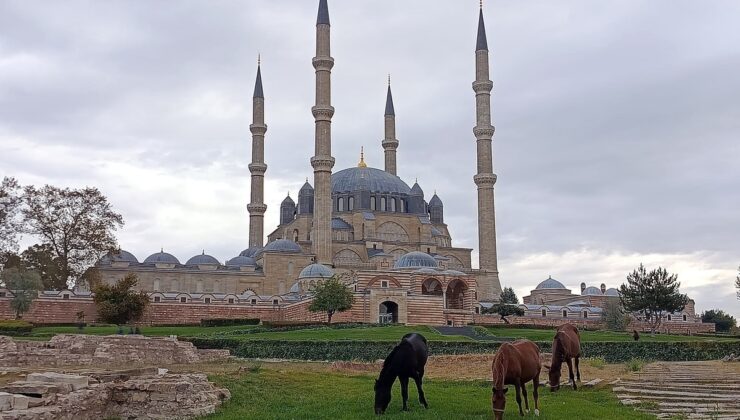 Edirne’de Selimiye Meydanı’nda otlayan 3 at belediye ekiplerince uzaklaştırıldı