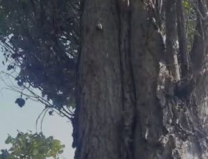 Elazığ’da iki sincabın ceviz toplama telaşı Göksun’un esprili yorumuyla güldürdü