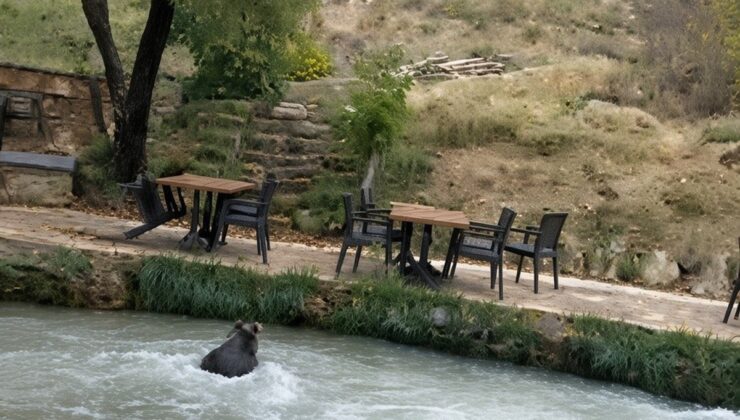 Erzincan Çağlayan’da restoran bahçesine giren yavru ayı su kanalından yüzerek kaçtı