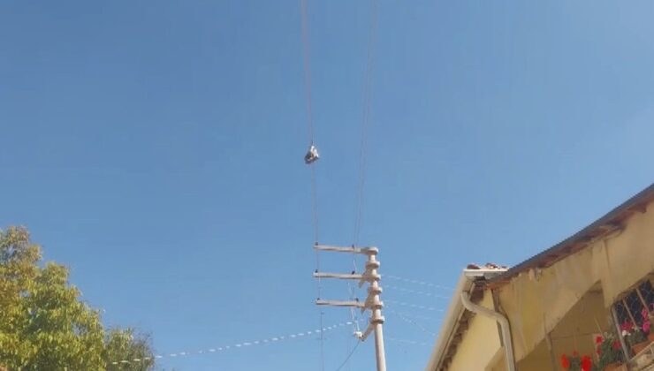 Eskişehir’de elektrik telindeki çift bot mahallede can güvenliği endişesi yarattı